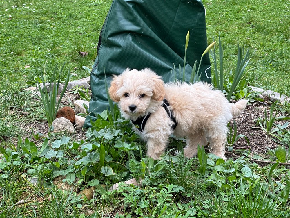 Hundetreffen-Klein Welpen- & Jungtier treffen 🥰-Profilbild