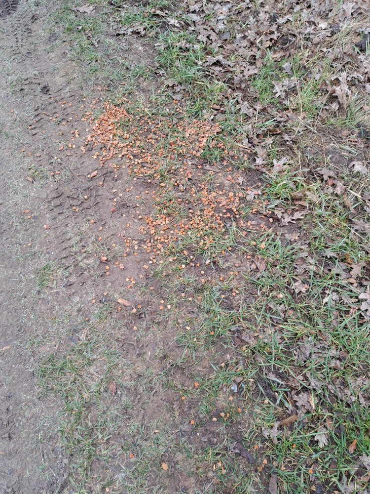 Giftköder-Ausgelegtes Futter-Profilbild