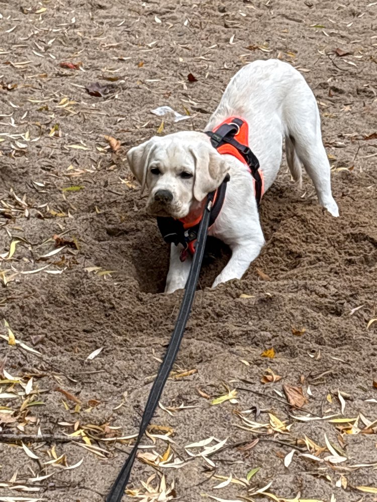 Hundetreffen-Spielfreunde gesucht!-Profilbild