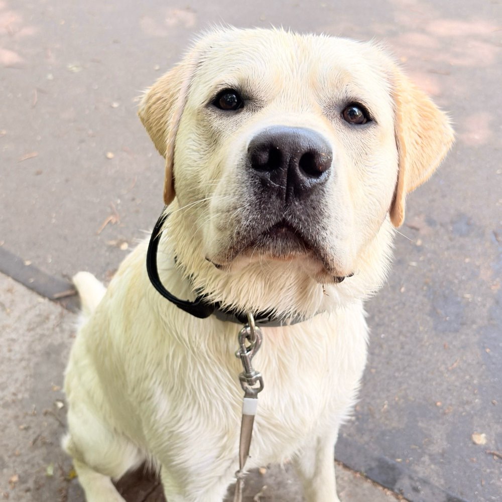 Hundetreffen-Spielfreunde gesucht!-Profilbild