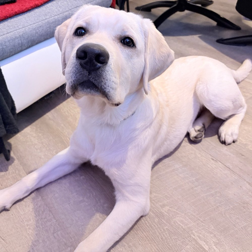 Hundetreffen-Spielfreunde gesucht!-Profilbild