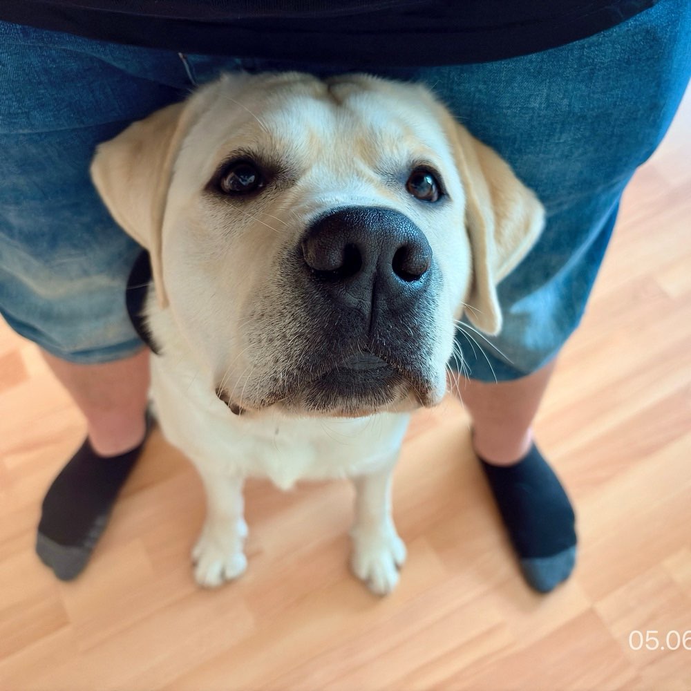 Hundetreffen-Spielfreunde gesucht!-Profilbild