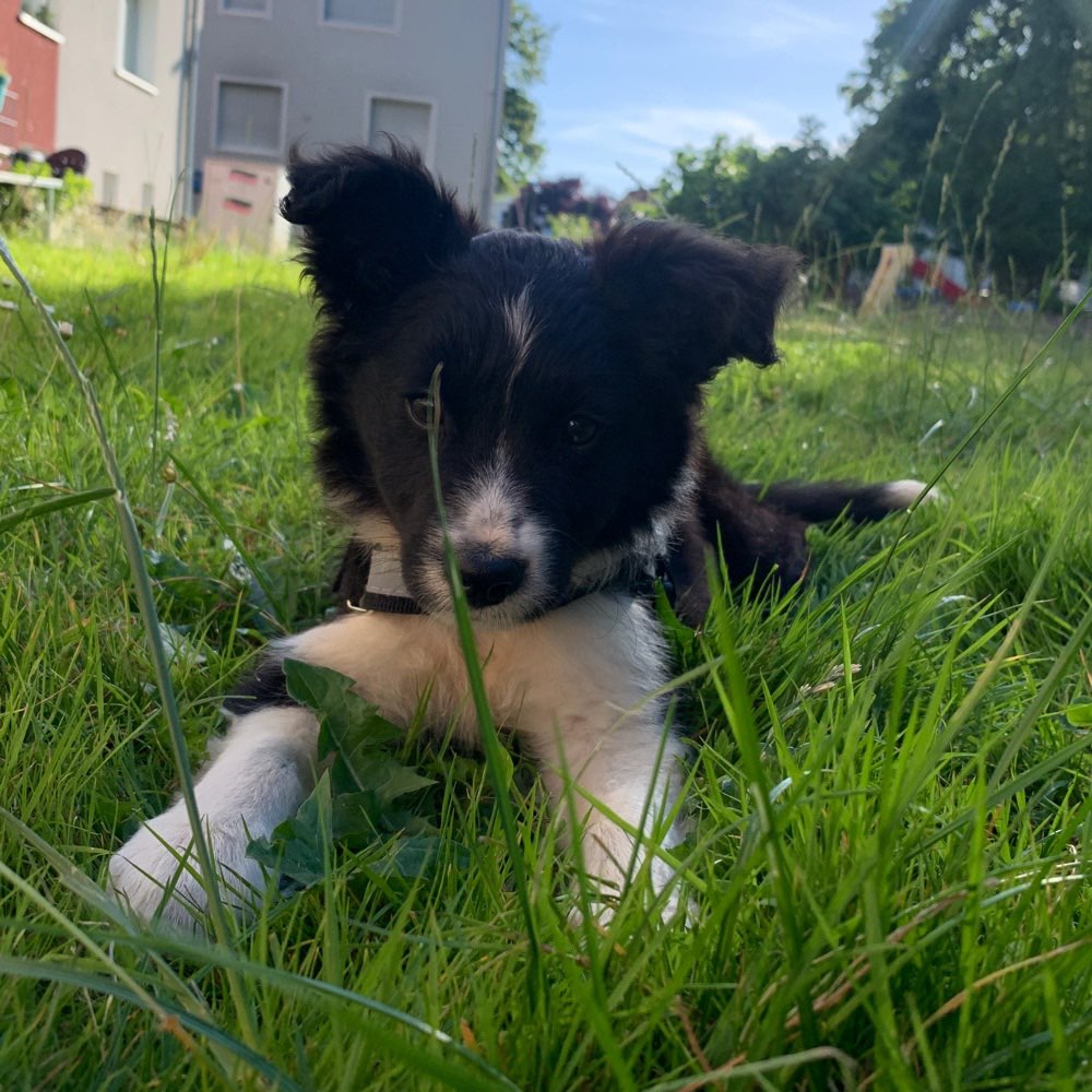Hundetreffen-Welpentreffen/spazieren gehen-Profilbild