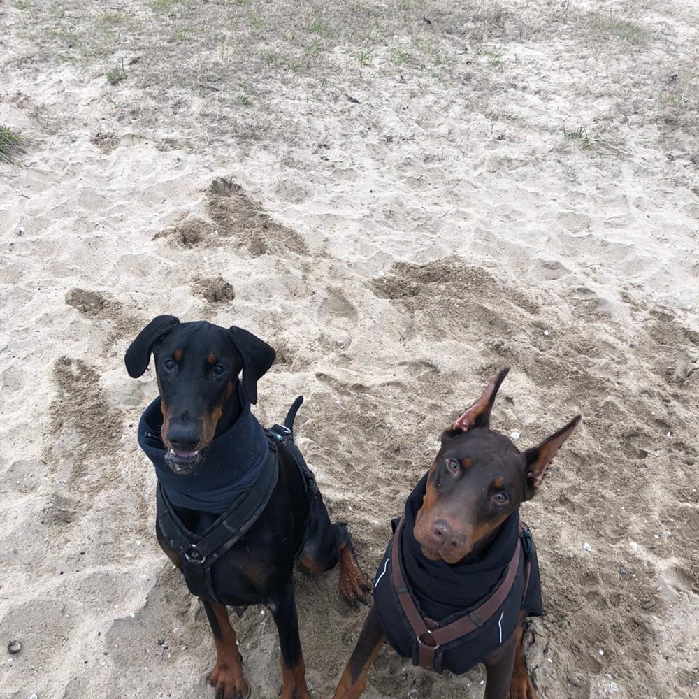 Hundetreffen-Spielerunde-Profilbild