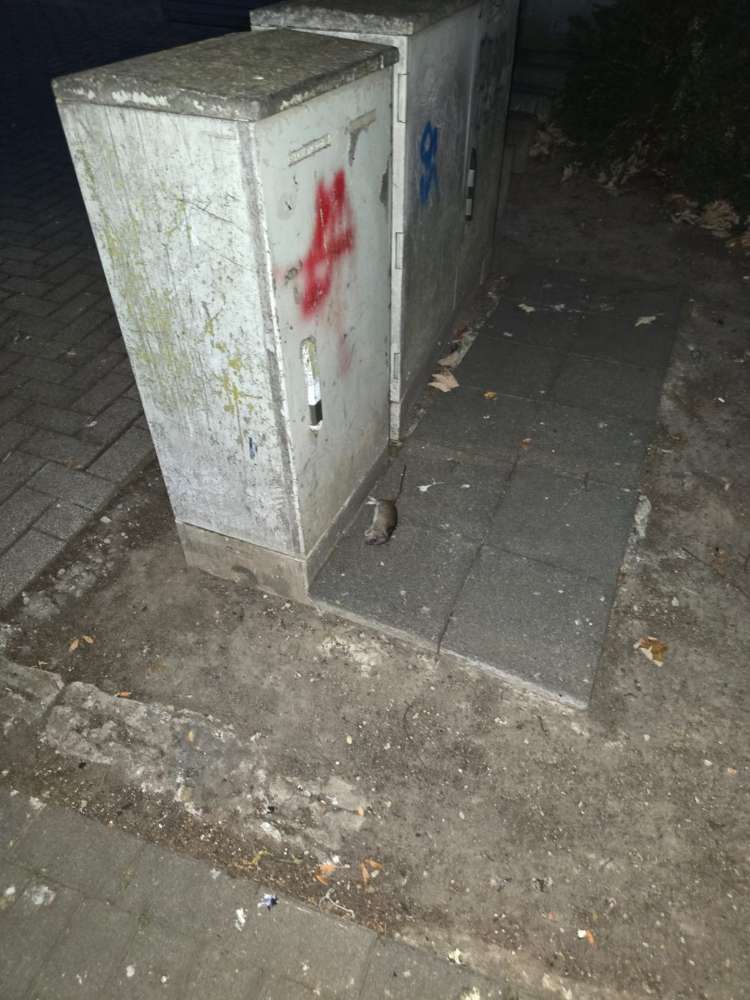 Giftköder-Rattengift-Profilbild