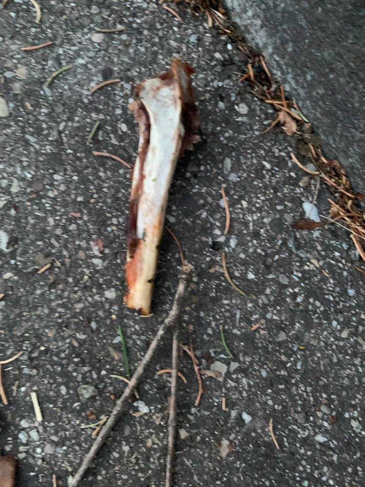 Giftköder-Diverse Hühnerteile-Profilbild