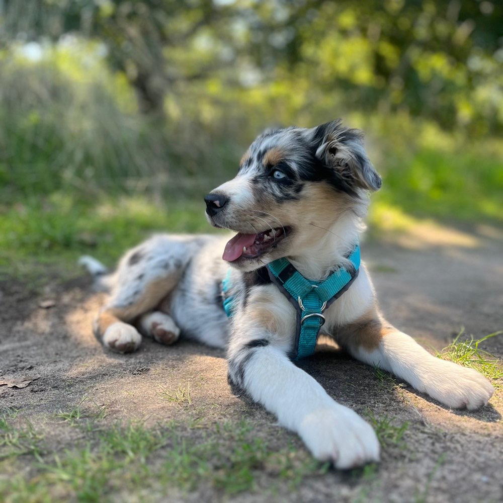 Hundetreffen-Hundefreunde / Gassirunden-Profilbild