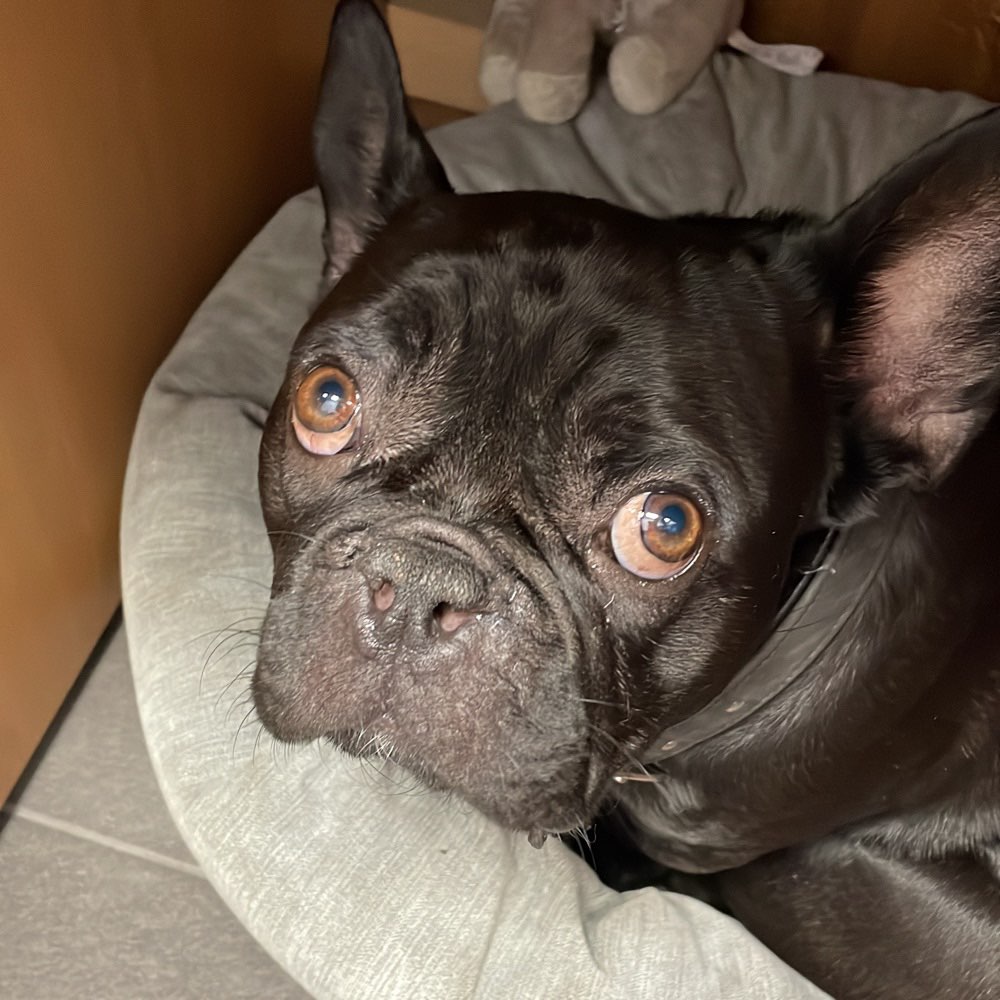 Hundetreffen-Gassi gehen-Profilbild