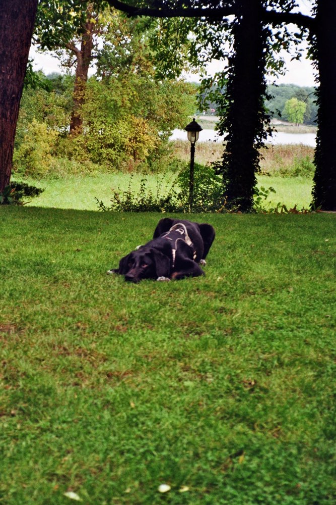 Hundetreffen-Hunderunde - Spazieren und/oder Spielen-Profilbild
