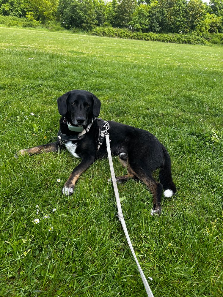Hundetreffen-Spaziergehrunde-Profilbild