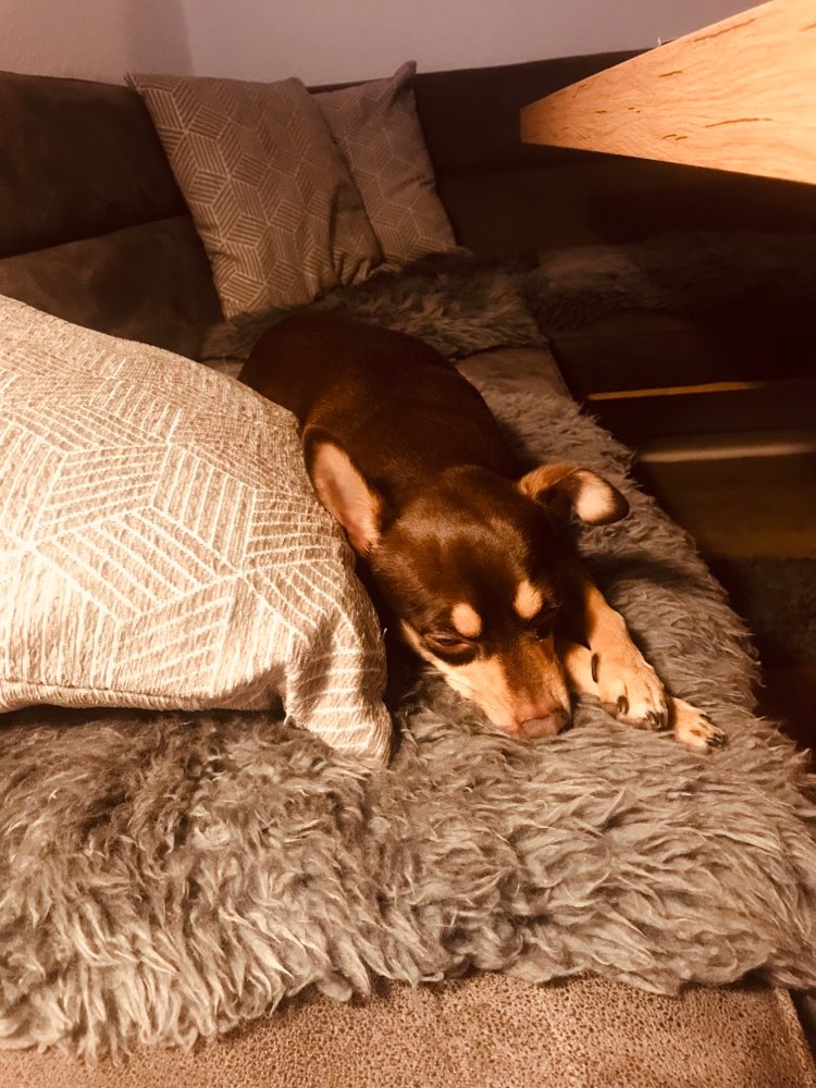 Hundetreffen-Hundekumpels zum toben und spielen-Profilbild