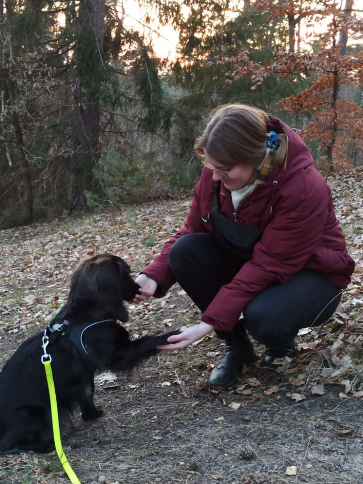 Hundetreffen-Hundefreunde für Biene gesucht-Profilbild