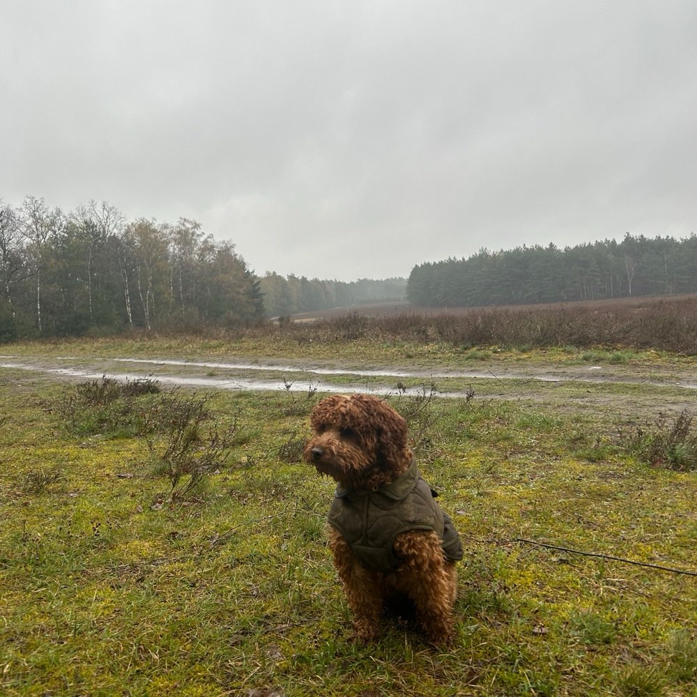 Hundetreffen-Gemeinsam spazieren und spielen-Profilbild