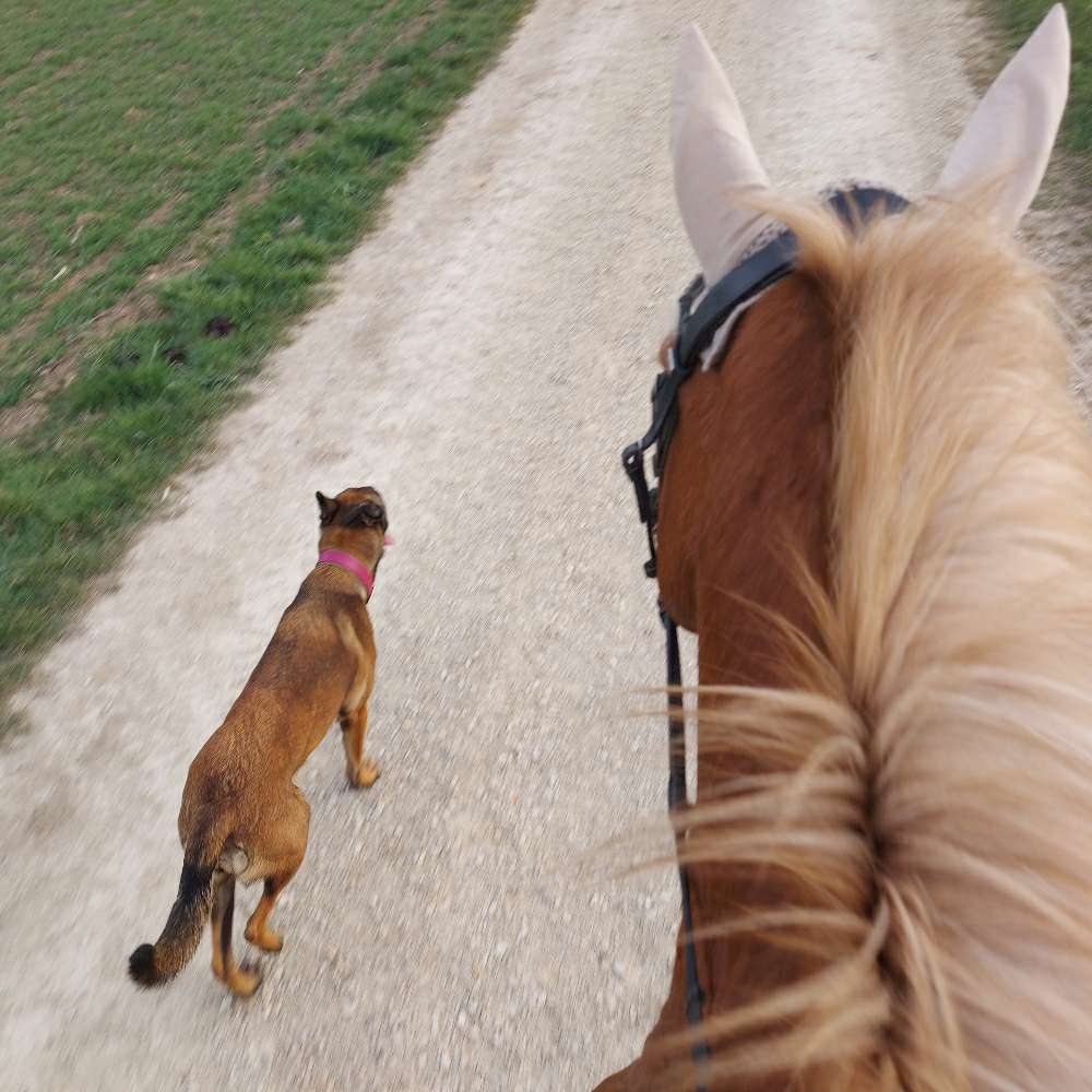 Hundetreffen-Sauldorf-Profilbild