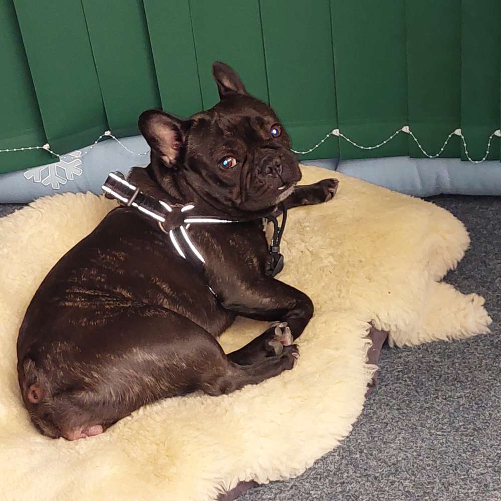 Hundetreffen-Regelmäßige Gassi-/Spielbegleitung-Profilbild