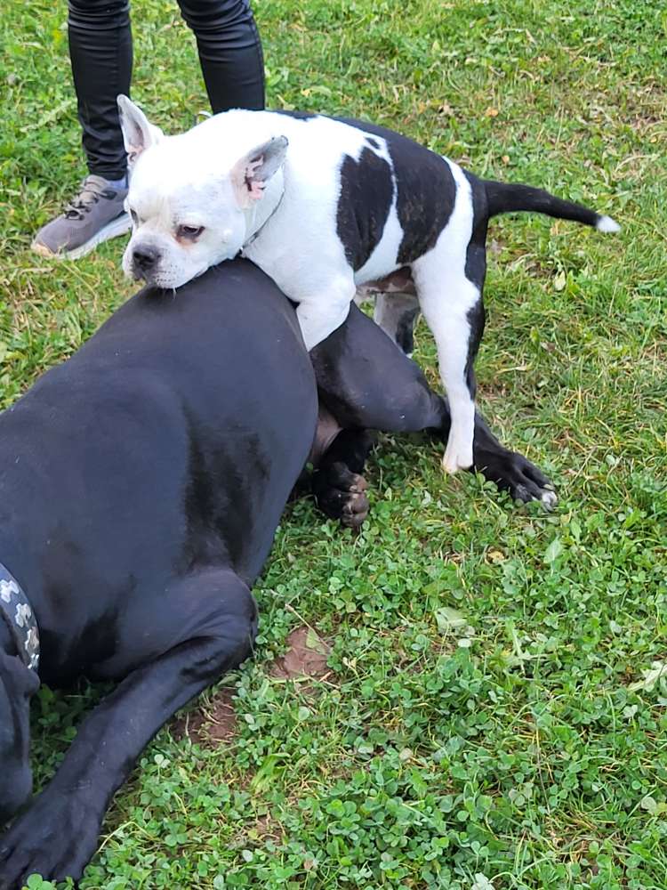 Hundetreffen-Hundespielstunde in Jünkerath-Profilbild