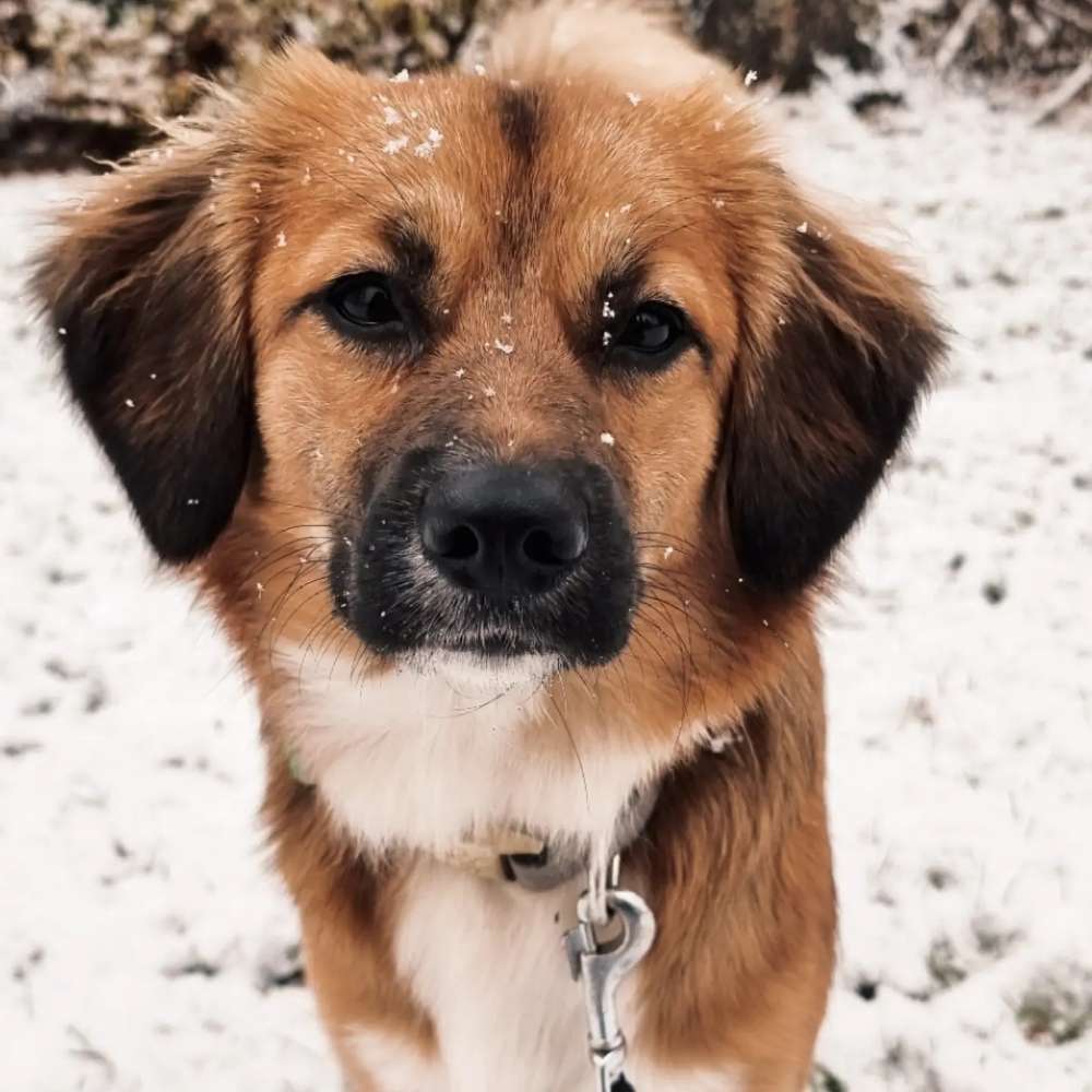 Hundetreffen-Spielkameraden und Trainingspartner-Profilbild