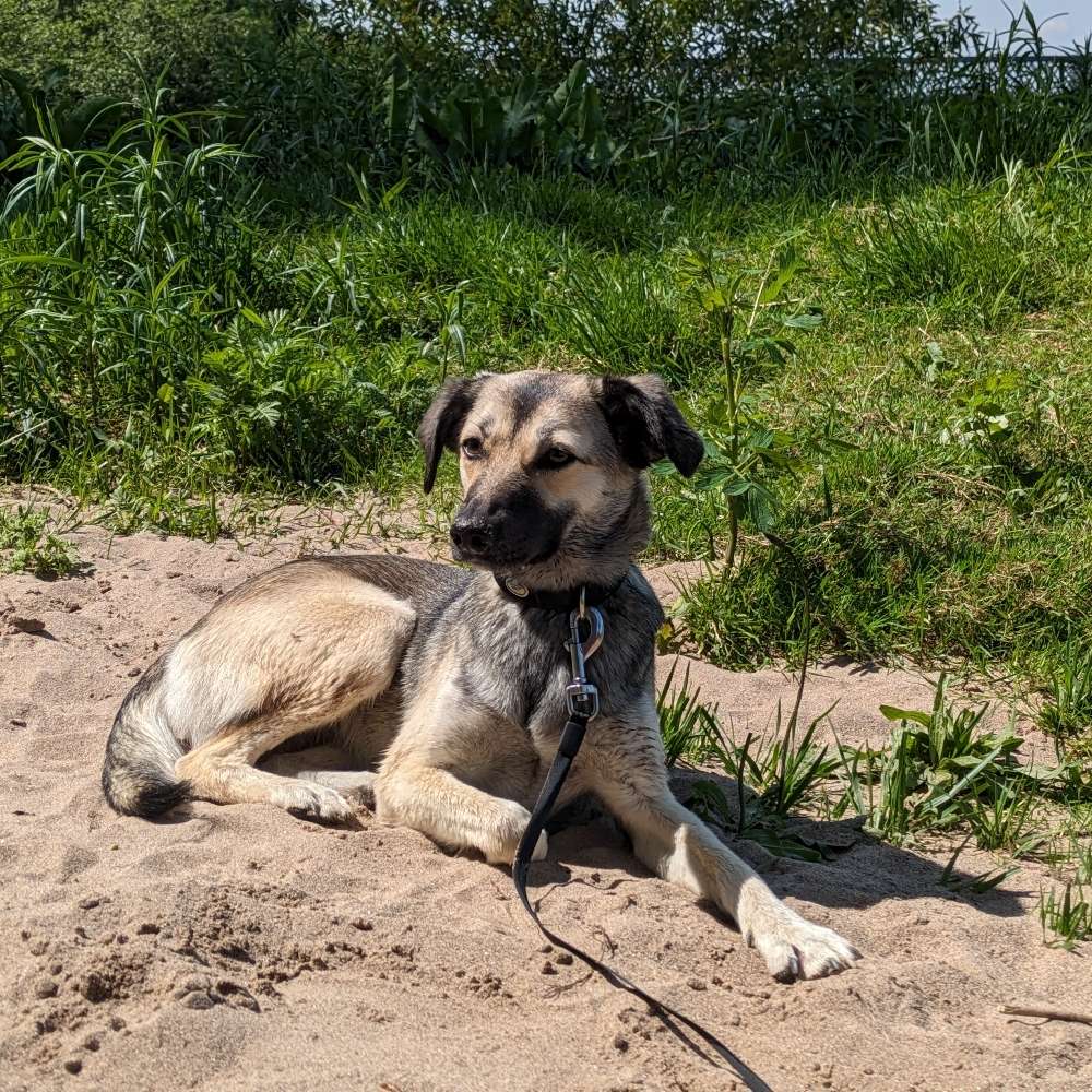 Hundetreffen-Spiel- und Gassifreunde Freilauf-Profilbild