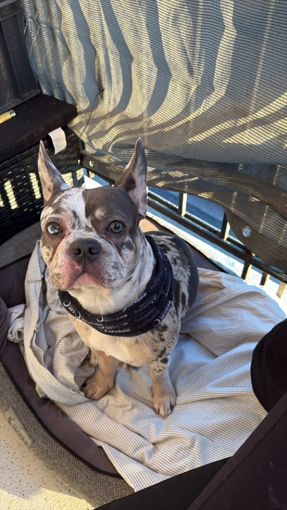 Hundetreffen-🐾Gassi/Spielrunde 🐾-Profilbild