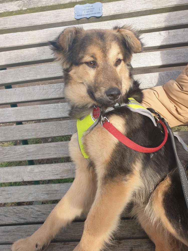 Hundetreffen-Freunde kennenlernen 🤗🐕🐕-Profilbild