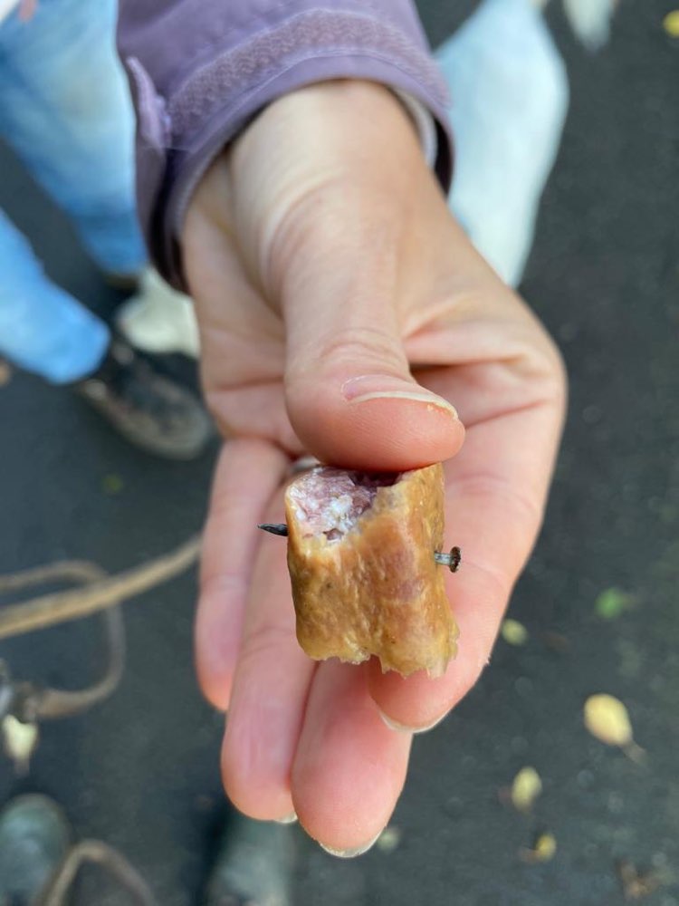 Giftköder-Wurst mit Nägeln präpariert-Profilbild
