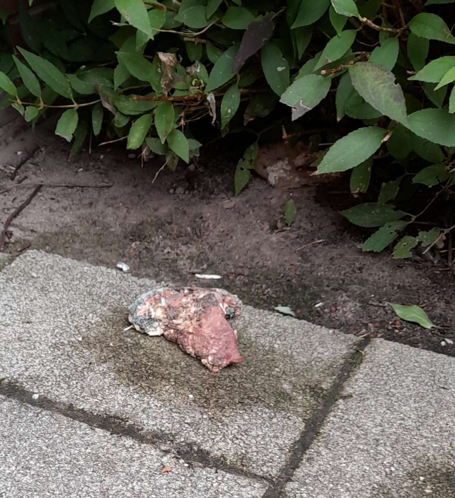 Giftköder-Achtung Giftköder in Bremen Marßel-Profilbild