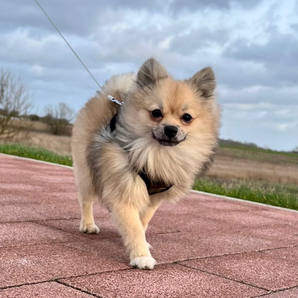 Hundetreffen-Kleine Hunde für Gassirunde gesucht-Profilbild