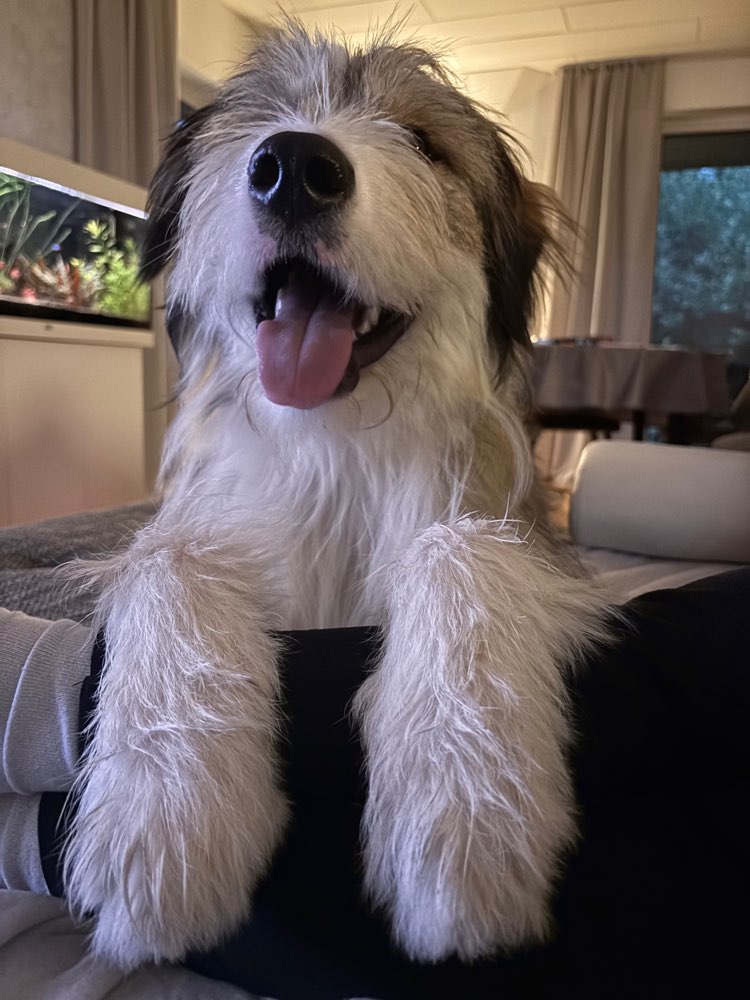 Hundetreffen-Spielzeit und Spaziergänge-Profilbild