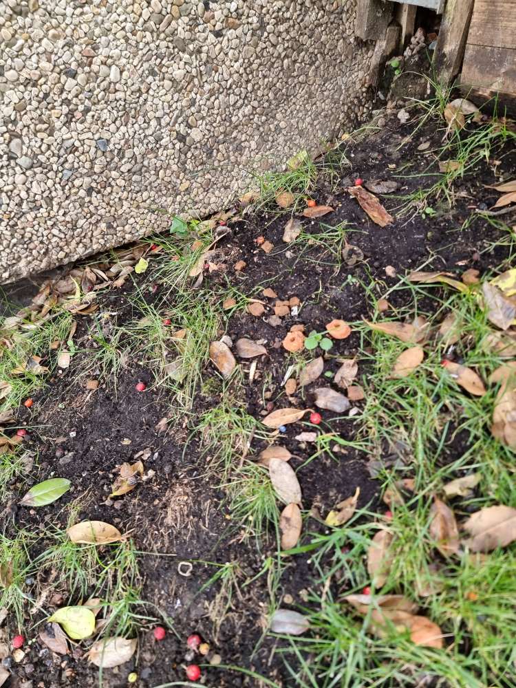 Giftköder-Verstreute Leckerlis evtl. präpariert-Profilbild