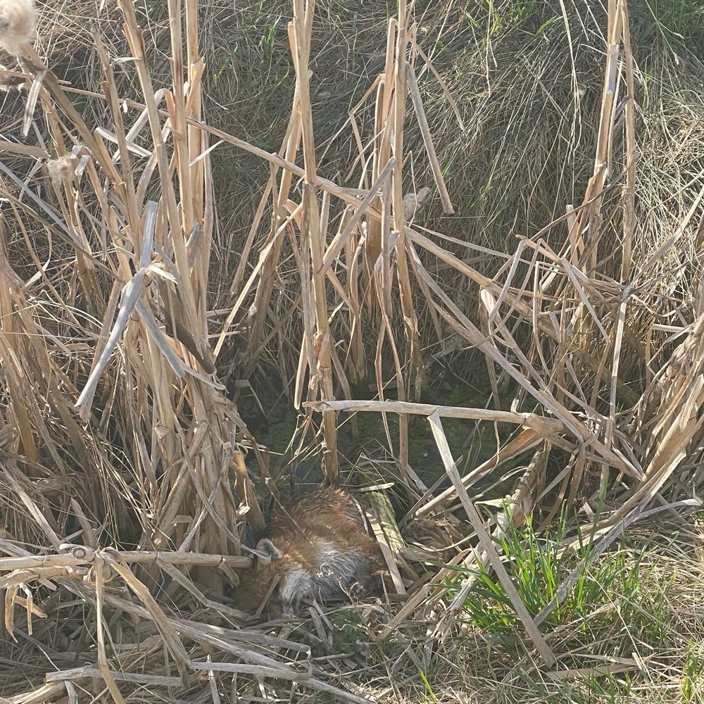 Giftköder-Toter Fuchs-Profilbild