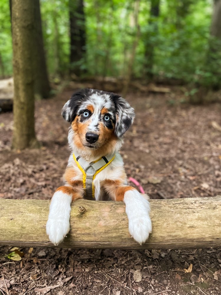 Hundetreffen-Gemeinsame Gassirunde am Zwenkauer See-Profilbild