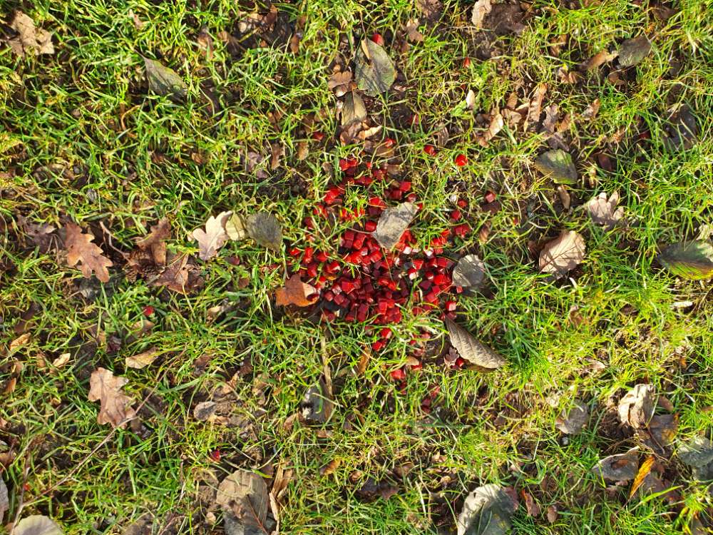 Giftköder-Ungewöhnliche fleischstücke-Profilbild
