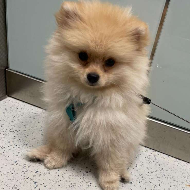 Hundetreffen-Spielrunde für kleine Hunde in Bamberg-Profilbild