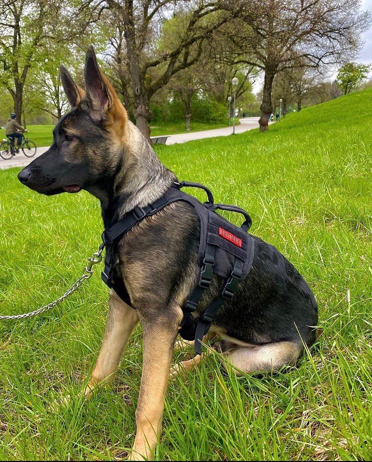 Hundetreffen-Junghunde Treffen in Moosach und Umgebung-Profilbild