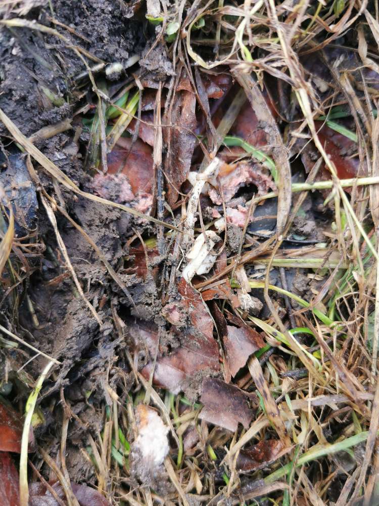 Giftköder-Möglicher Giftköder Englischer Garten-Profilbild