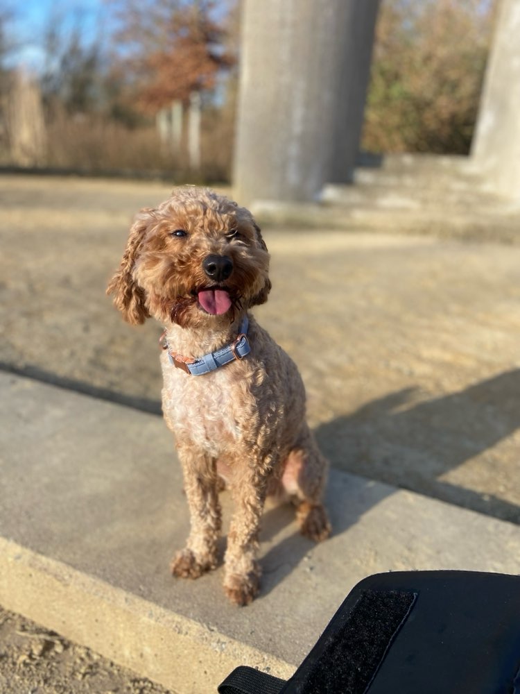 Hundetreffen-Pudel in Widdersdorf und Umgebung gesucht🐶-Profilbild