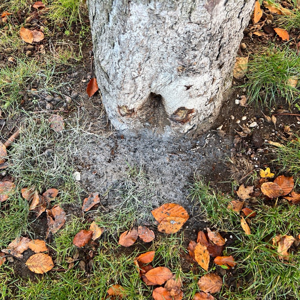 Giftköder-Graues Pulver-Profilbild