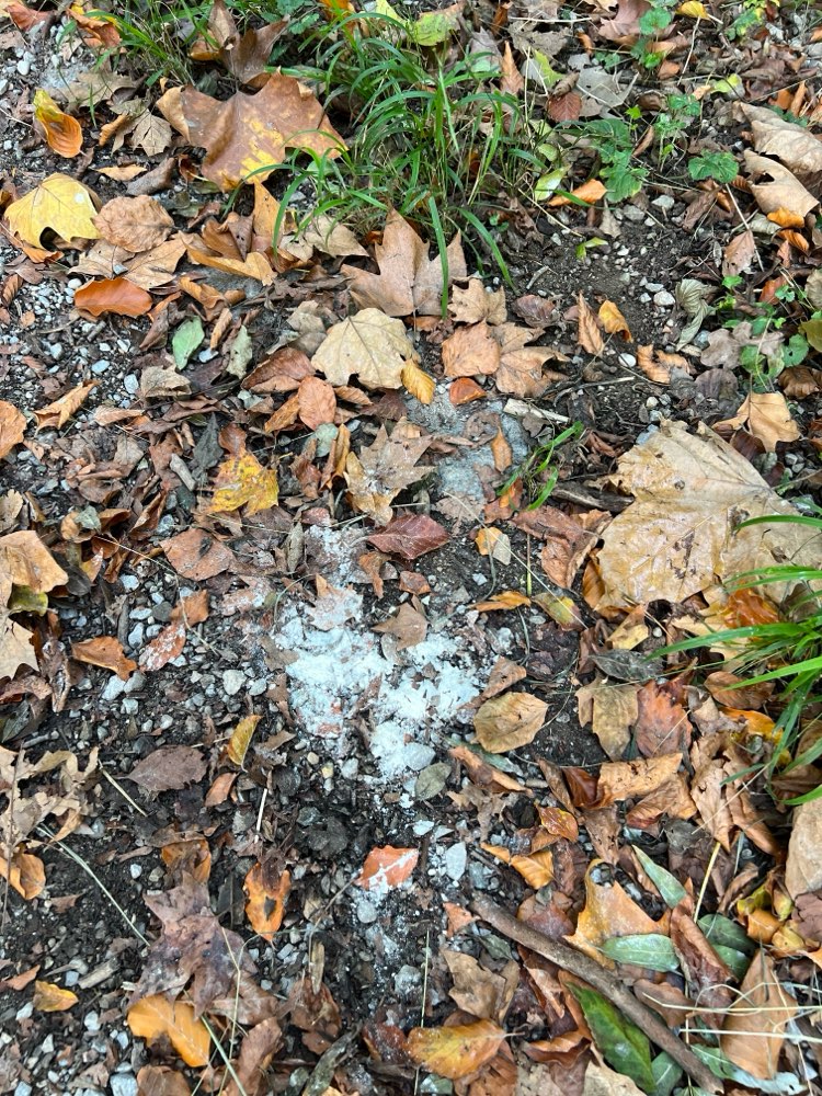 Giftköder-Verdächtiges weißes Pulver-Profilbild