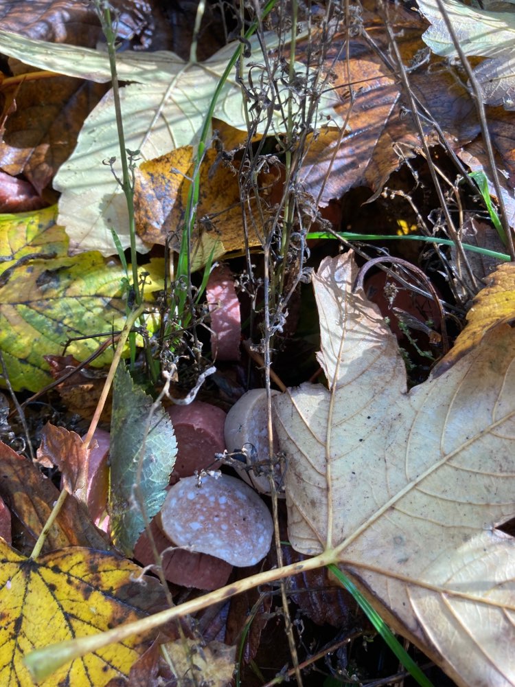 Giftköder-Wurstköder-Profilbild
