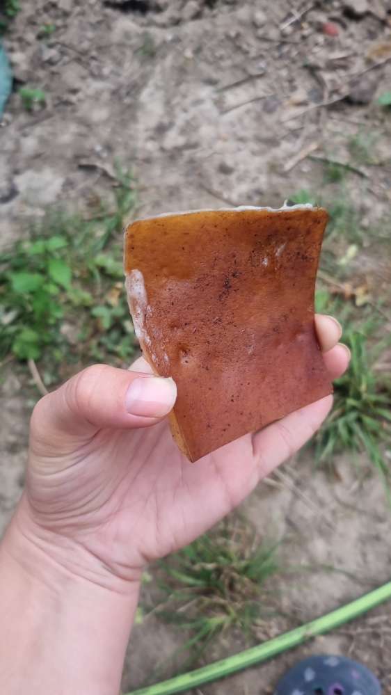 Giftköder-Schweineschwarte, evtl. Giftköder-Profilbild