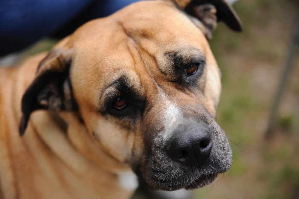 Hundetreffen-Gassi- und Spielpartner in Bochum gesucht-Profilbild