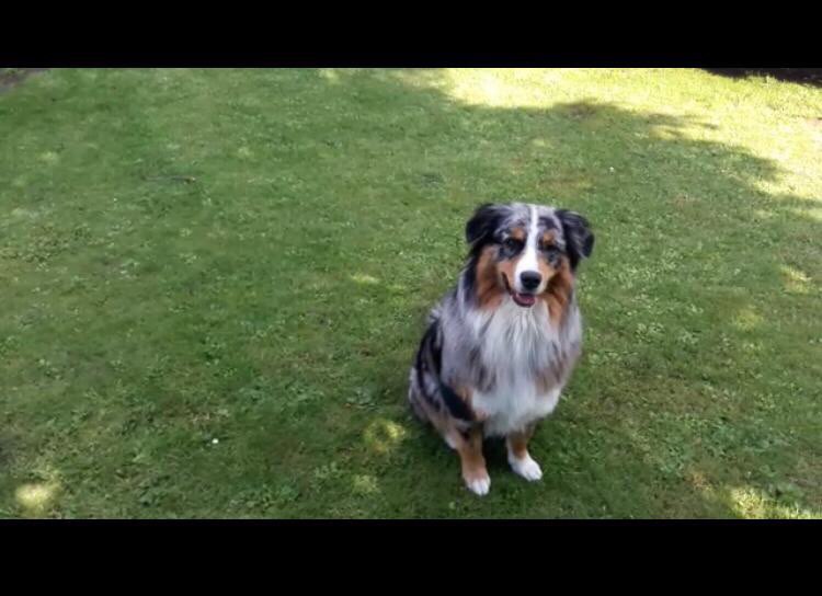 Hundetreffen-Gassirunde/Spielrunde-Profilbild