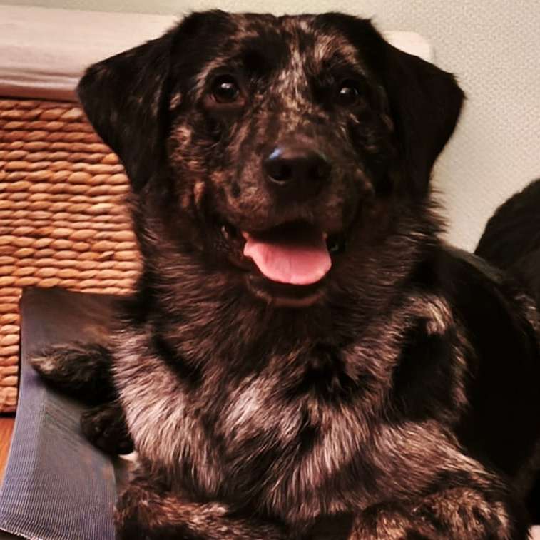 Hundetreffen-Junger,lernwilliger, wilder Fiete sucht Spaziergänger-Buddy (mit Hundeverstand)-Profilbild