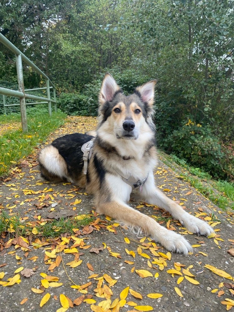 Hundetreffen-Social Walk-Profilbild