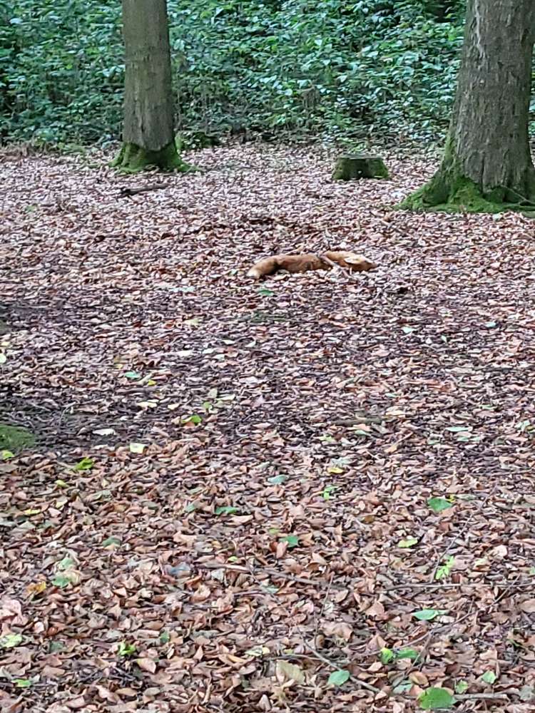 Giftköder-Toter Fuchs-Profilbild