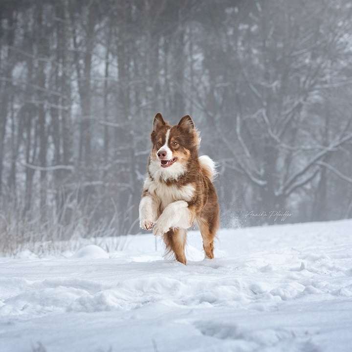 Hundetreffen-Gassiservice gesucht-Profilbild