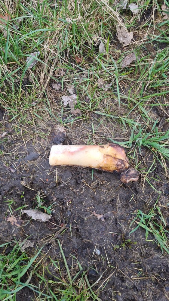 Giftköder-Giftköder-Profilbild