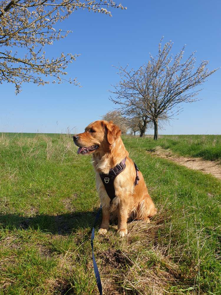 Hundetreffen-Suchen Spielgefährten / gemeinsame Ausflüge / Runden-Profilbild