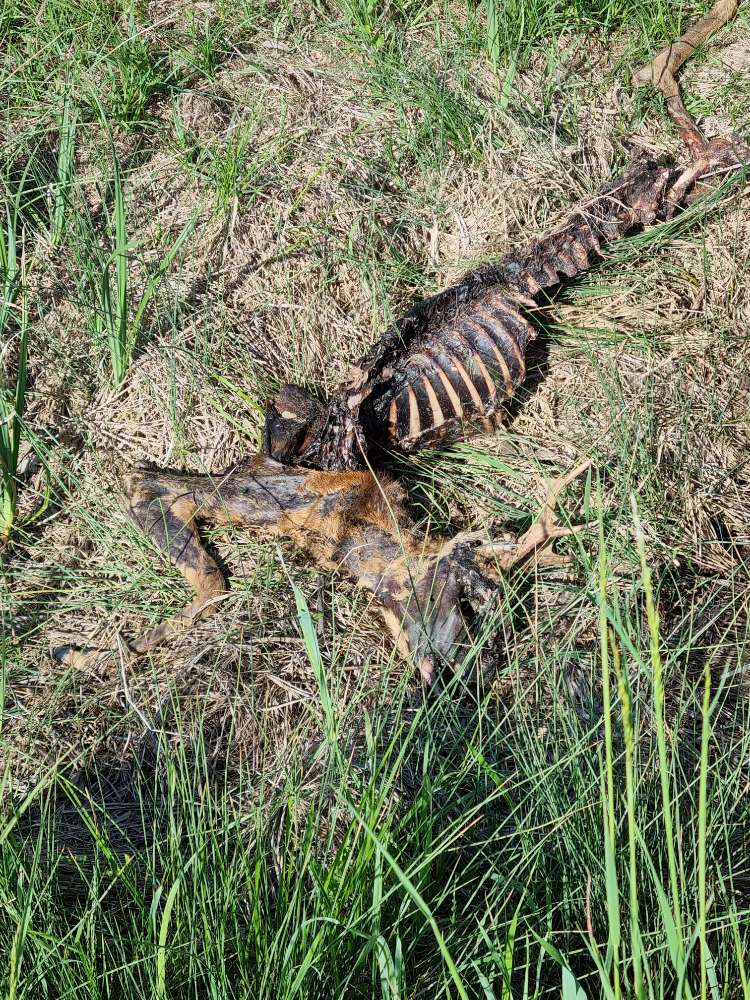 Giftköder-Tierkadaver (toter Rehbock)-Profilbild