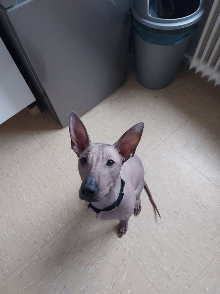 Hundetreffen-Welpen treffen zum spielen-Profilbild